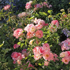 Diskreten vonj vrtnice - Roza - Peach Drift® - 